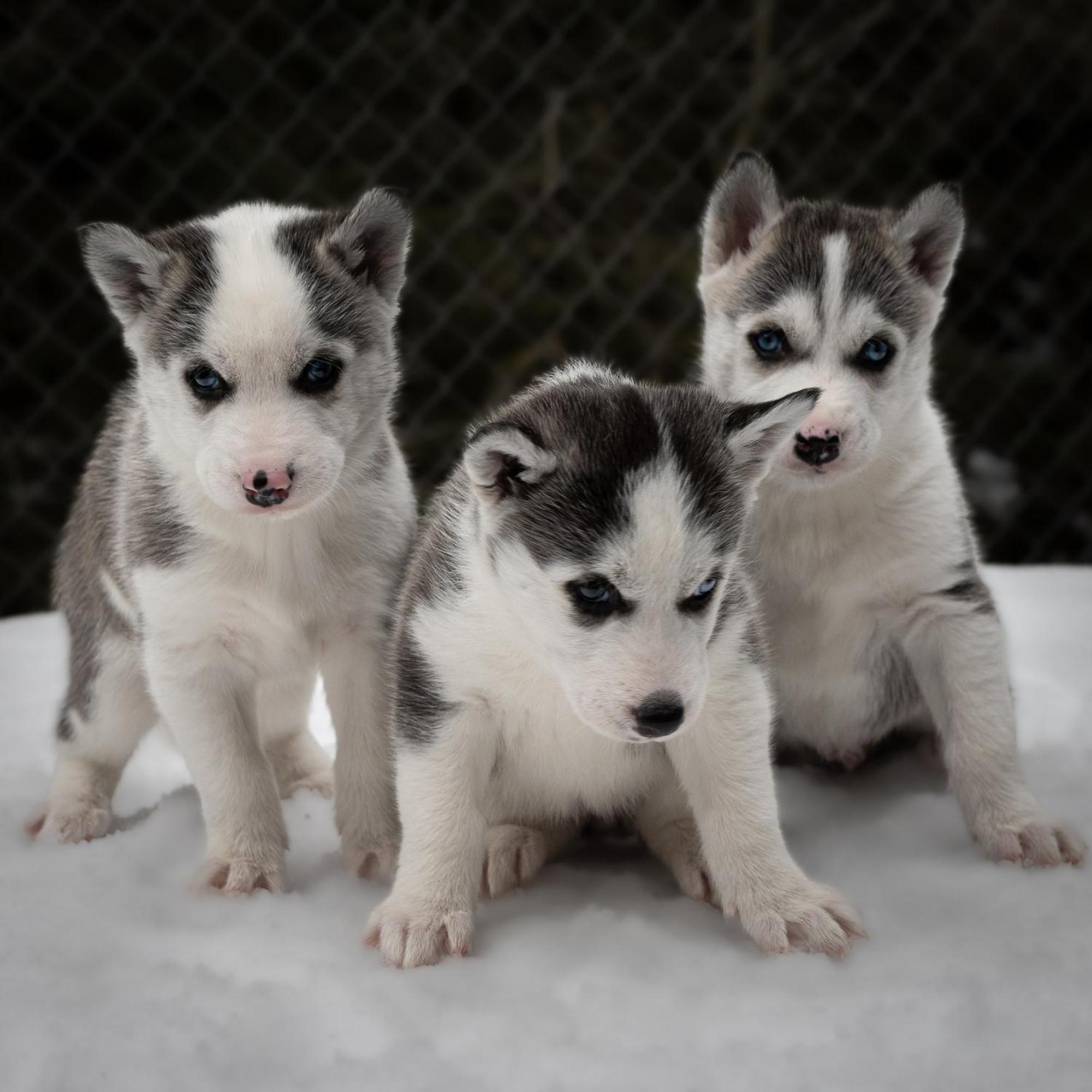 Huettenhotel Husky Lodge Muotathal Екстер'єр фото