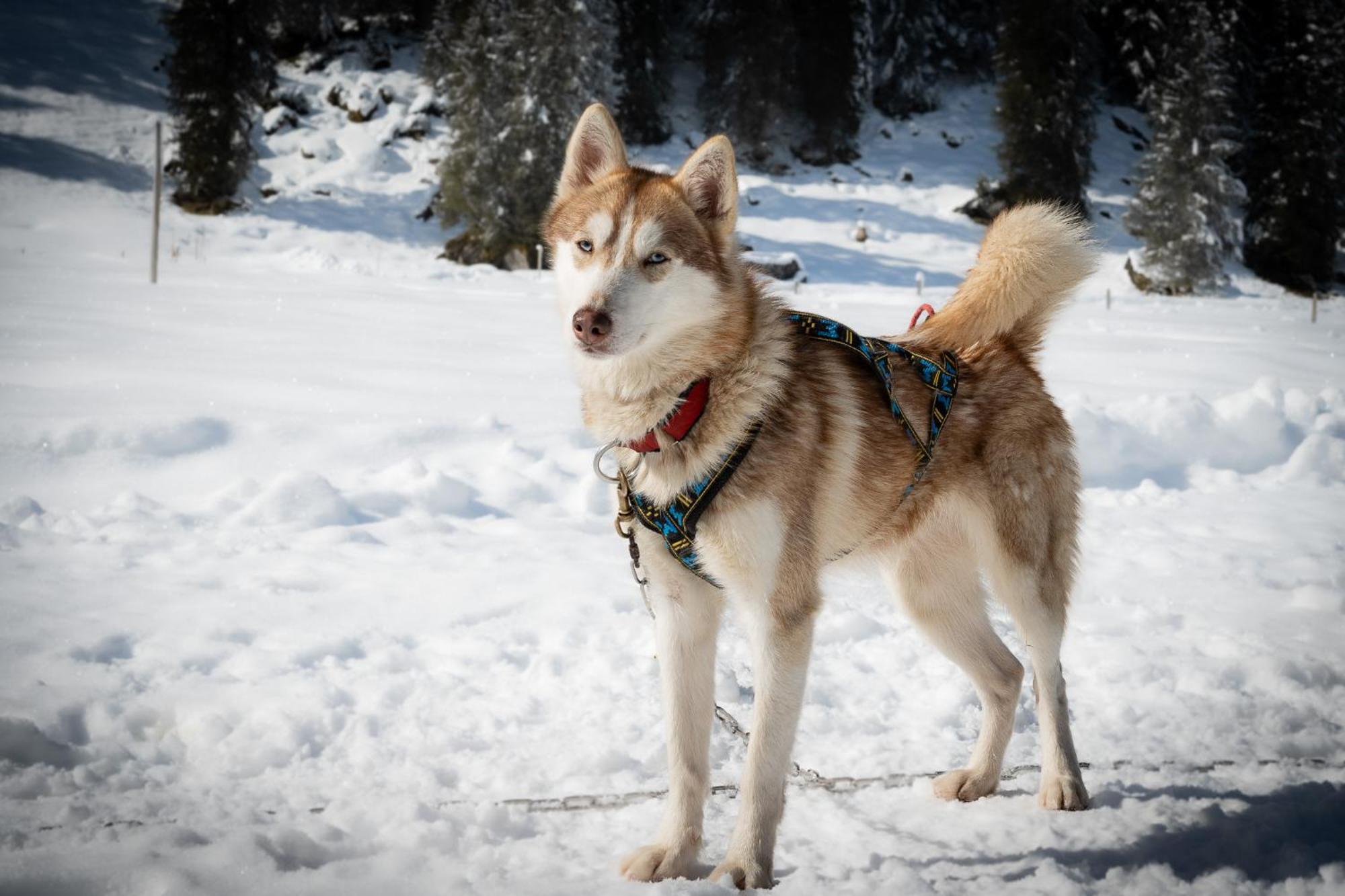 Huettenhotel Husky Lodge Muotathal Екстер'єр фото
