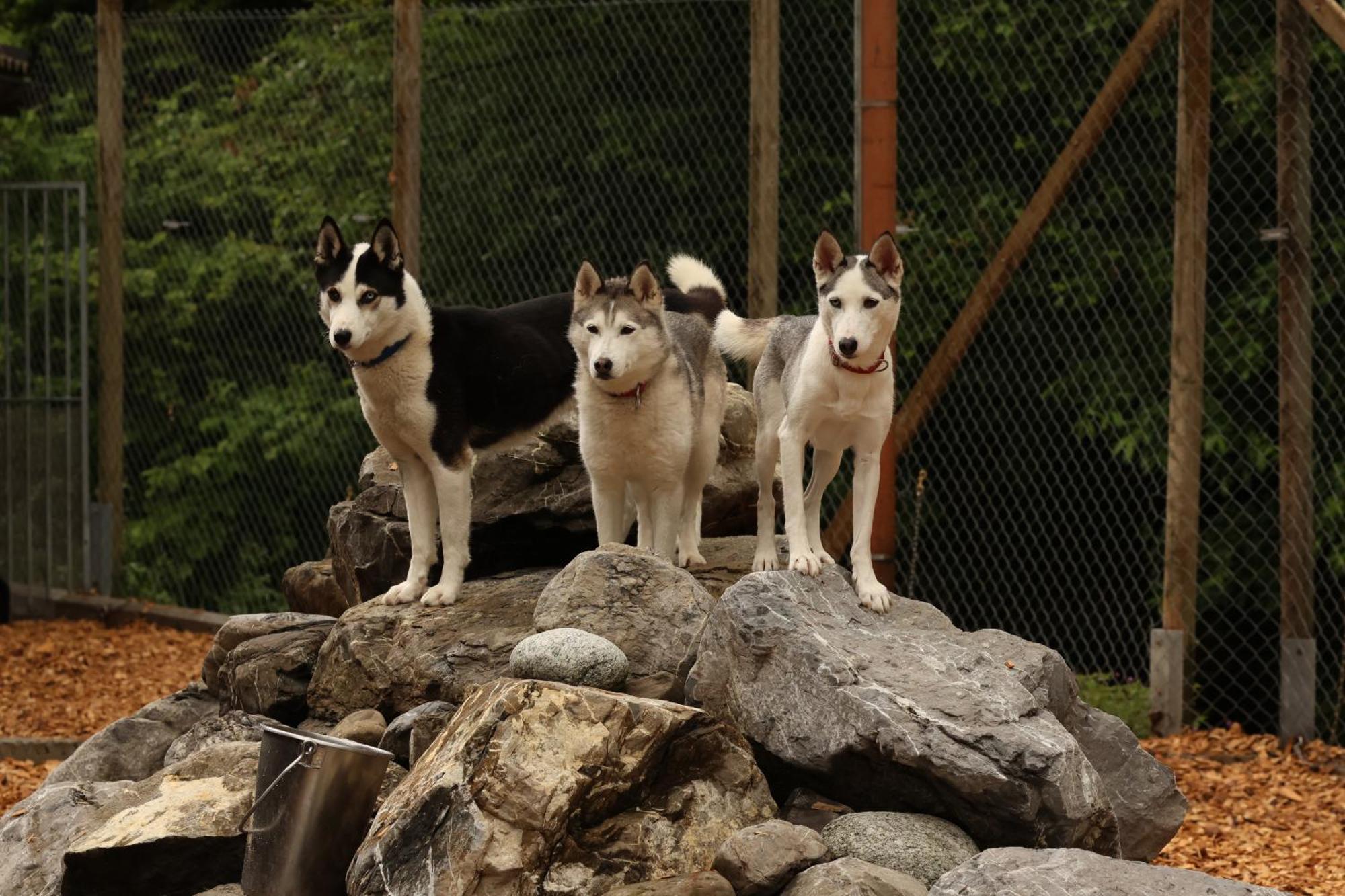 Huettenhotel Husky Lodge Muotathal Екстер'єр фото